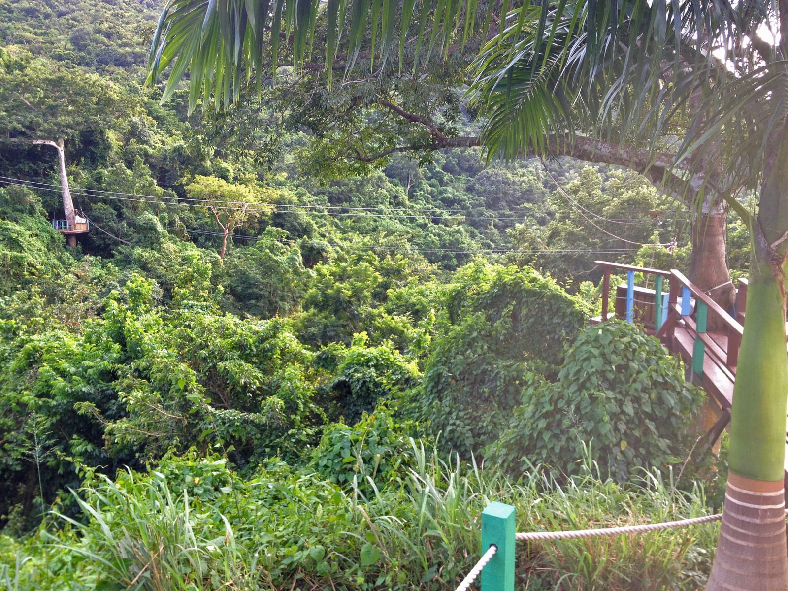 Green wooded ravine along Fig Tree Drive in Antigua’s south-west hills